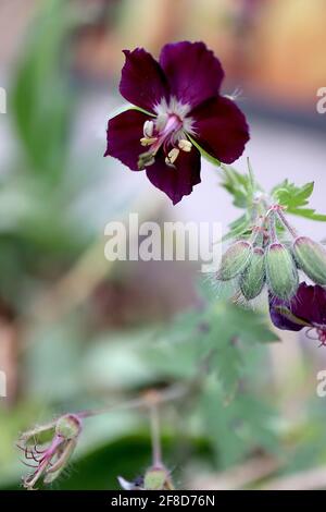 Geranio phaeum ‘Taff’s Jester’ vedova nera – fiori viola di borgogna, aprile, Inghilterra, Regno Unito Foto Stock