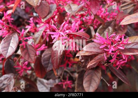 Loropetalum chinense var. Rubrum ‘Fire Dance’ fiori cinesi frangia Fire Dance – petali rosa profondo a nastro e foglie brune di mogano, aprile, Regno Unito Foto Stock