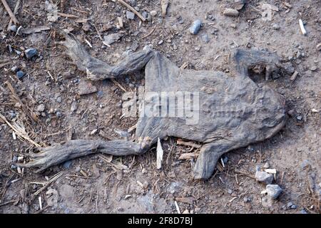 Rana morto sul terreno Foto Stock