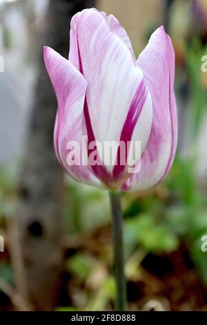 Tulipa ‘Flaming Flag’ Trionfo tulipano 3 Flaming Flag tulipano – fiori bianchi, fiamme viola, aprile, Inghilterra, Regno Unito Foto Stock