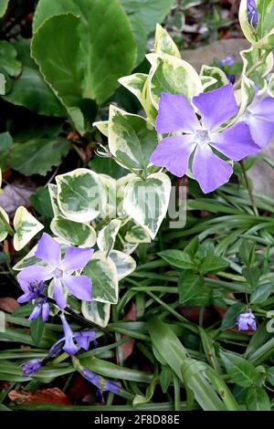 Vinca Major variegata maggiore perivinkle – fiori violetti a forma di stella e foglie variegate, aprile, Inghilterra, Regno Unito Foto Stock
