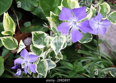 Vinca Major variegata maggiore perivinkle – fiori violetti a forma di stella e foglie variegate, aprile, Inghilterra, Regno Unito Foto Stock