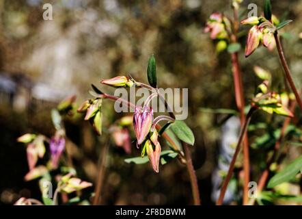 Fiori viola di colonna comune - aquilegia vulgaris o colonna europea in una giornata intensa Foto Stock