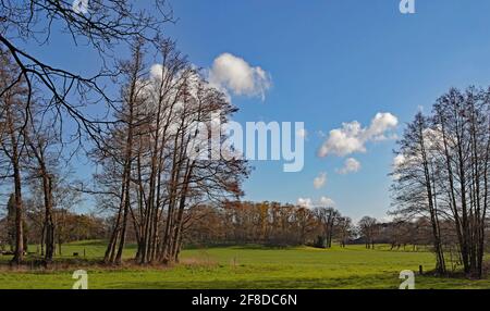 Un bel prato verde in una giornata di sole. Gruppi di alberi senza foglie. Alcune nuvole nel cielo. La molla è in fase di avviamento. Foto Stock