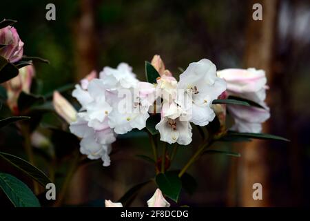 Rododendron Lady Alice Fitzwilliam, fiori fortemente profumati a forma di imbuto, capriate di fiori, fiore capriate, fiori bianchi, fioritura, profumo, rho profumato Foto Stock