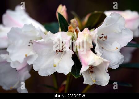 Rododendron Lady Alice Fitzwilliam, fiori fortemente profumati a forma di imbuto, capriate di fiori, fiore capriate, fiori bianchi, fioritura, profumo, rho profumato Foto Stock