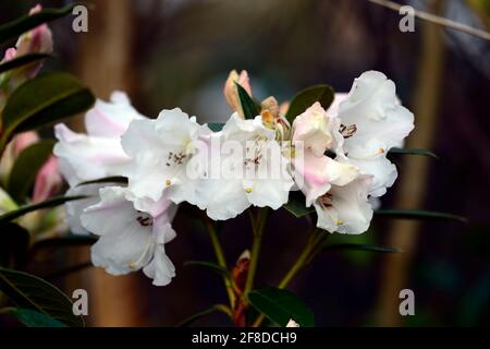 Rododendron Lady Alice Fitzwilliam, fiori fortemente profumati a forma di imbuto, capriate di fiori, fiore capriate, fiori bianchi, fioritura, profumo, rho profumato Foto Stock