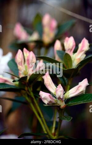 Rododendron Lady Alice Fitzwilliam, fiori fortemente profumati a forma di imbuto, capriate di fiori, fiore capriate, fiori bianchi, fioritura, profumo, rho profumato Foto Stock