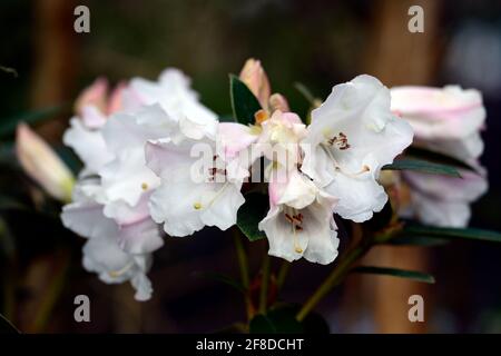 Rododendron Lady Alice Fitzwilliam, fiori fortemente profumati a forma di imbuto, capriate di fiori, fiore capriate, fiori bianchi, fioritura, profumo, rho profumato Foto Stock