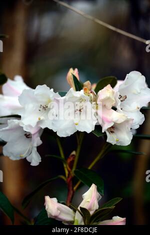 Rododendron Lady Alice Fitzwilliam, fiori fortemente profumati a forma di imbuto, capriate di fiori, fiore capriate, fiori bianchi, fioritura, profumo, rho profumato Foto Stock