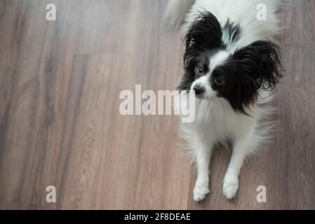 Cane pastore divertente su un pavimento di legno scuro. Papillon cane farfalla Foto Stock