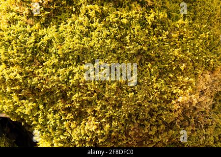 Muschio su un tronco di albero densamente cresciuto in verde Foto Stock