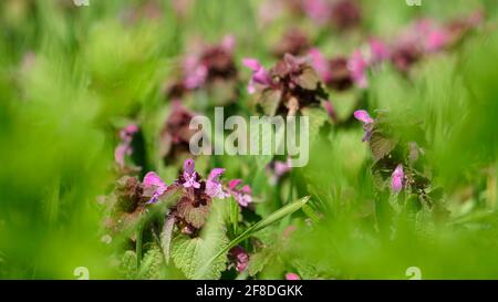 Sfondo di Pasqua. Primo piano su erba verde fresca con spazio di copia per testo e disegno. Gioiosa Pasqua fresco design. Foto Stock