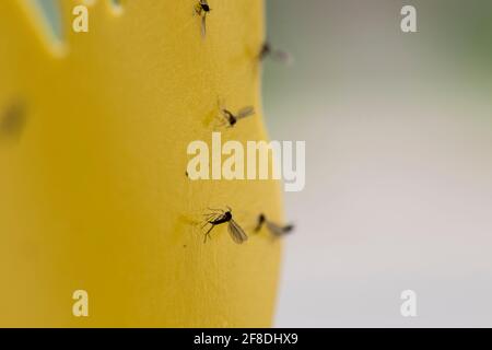 Gnat fungo alato scuro catturati in trappole di colla gialla nella pianta della casa. Frutta pesti mosca giardino interno. Foto Stock