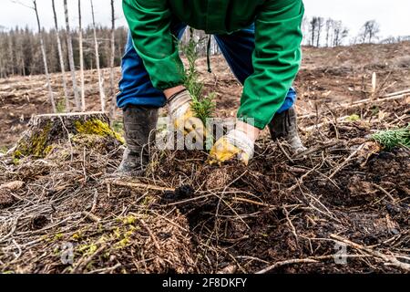 Rimboschimento nella foresta di Arnsberg vicino a Warstein-Sichtigvor, distretto di Soest, i lavoratori forestali piantano alberi giovani, foreste miste, piante giovani del Foto Stock