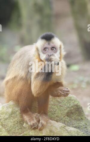 cappuccino o scimmia di mais Tutfted (apella di Sapajus) è un primate del genere capuchins Foto Stock