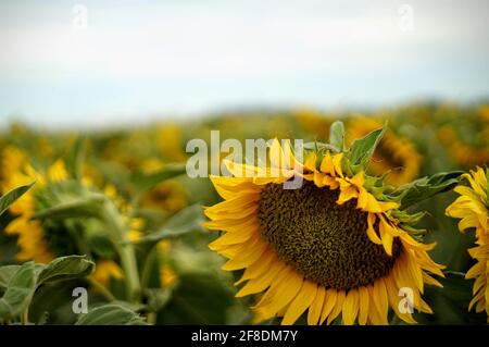 Girasoli gialli luminosi che fioriscono nel campo Foto Stock