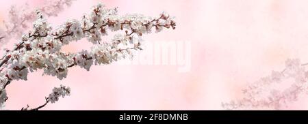 Banner primaverile, rami di fiori di ciliegio su sfondo rosa. Fiori Sakura, immagini romantiche sognanti primavera, panorama, copia spazio. Tonato, Foto Stock