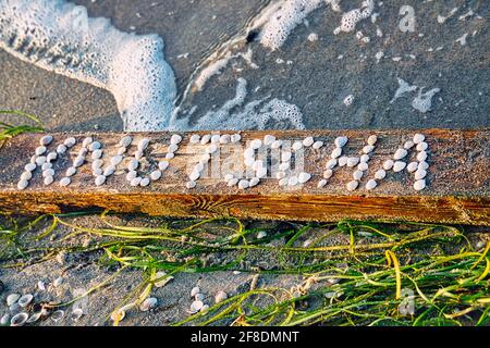 Saluti dal mare - Knutscha da Zingst Foto Stock