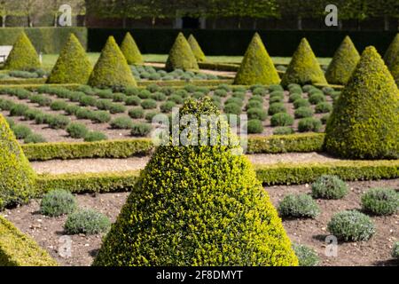 Il giardino formale Cherry a Ham House, Richmond upon Thames, Londra UK, con siepi di scatola e lavanda piantati in una griglia. Foto Stock