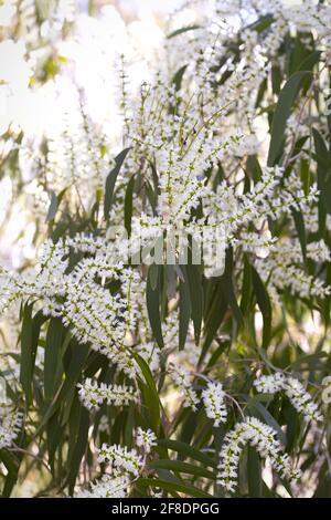 Cajeput (Melaleuca cajuputi) fiore in fiore alla luce del giorno Foto Stock