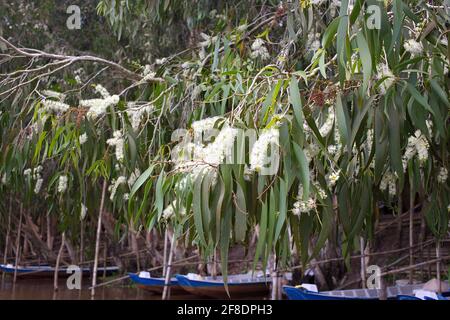 Cajeput (Melaleuca cajuputi) fiore in fiore alla luce del giorno Foto Stock