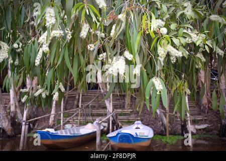 Cajeput (Melaleuca cajuputi) fiore in fiore alla luce del giorno Foto Stock