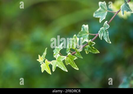 Hedera helix foglie di vite in luce solare Foto Stock