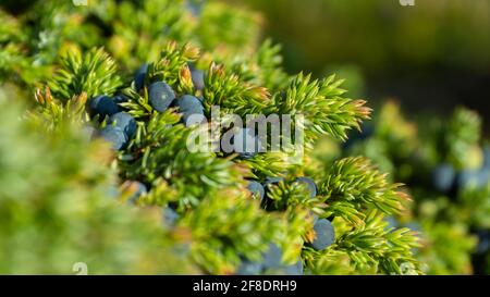 Bacche di ginepro su un ramo, primo piano. Immagine di sfondo. Spazio di copia Foto Stock