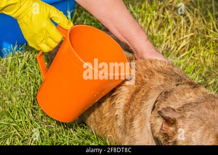 Le mani della donna in un guanto domestico giallo con una caraffa arancione lavano un cane sull'erba nel cortile. Foto Stock