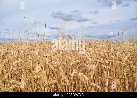 Campo di grano in un giorno nuvoloso in Inghilterra Foto Stock