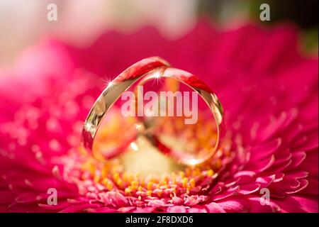 Coppia di anelli di nozze su un fiore di gerbera Foto Stock