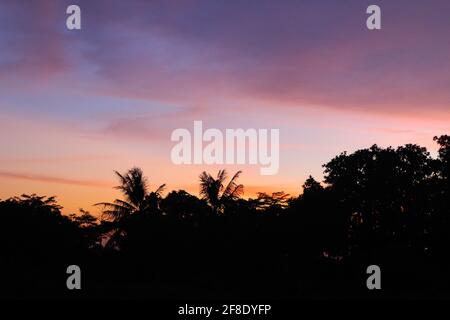 Tramonto a Rice Field Yogyakarta, Indonesia Foto Stock