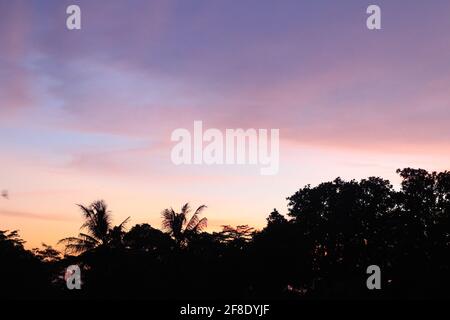 Tramonto a Rice Field Yogyakarta, Indonesia Foto Stock