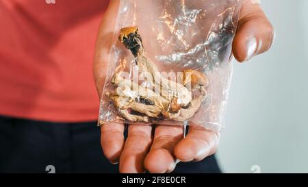 Funghi magici per il microdosaggio tenuto in mano dell'uomo. Terapia psichedelica della psilocibina. Foto Stock