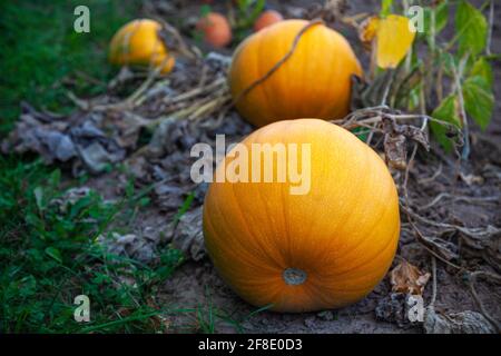 Le zucche arancioni mature si trovano a terra nel giardino. Foto Stock