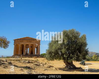 Un antico olivo del Tempio della Concordia in Valle Dei Templi Foto Stock