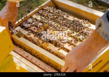 l'apicoltore spinge il telaio dello scalpello. L'uomo supervisiona la produzione di miele nelle api. Cornici di ape in legno visibili. Le cornici sono ricoperte di sciame di api Foto Stock