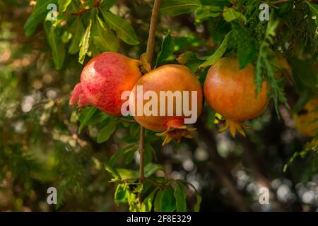 Nel giardino crescono i frutti di melograno maturi. Punica granatum frutta primo piano maturare su un ramo. Luce solare intensa. Sfondo sfocato delle foglie. Vita Foto Stock