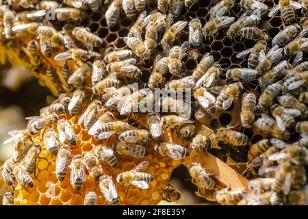 Ispezione delle famiglie di api su apiary nel concetto di apicoltura di primavera. Messa a fuoco morbida. Foto Stock