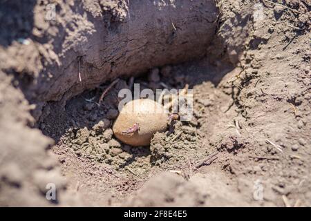 Primi tuberi con germogli o con tuberi piantati in fila preparata di terreno finemente preparato . Patate fresche giacciono nel fango del letto del buco. Brillare di sole Foto Stock