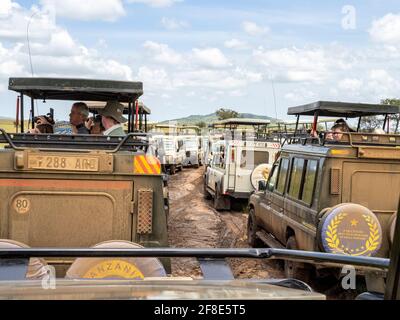 Parco Nazionale di Serengeti, Tanzania, Africa - 29 febbraio 2020: Jeep Safari allineati osservando gli animali Foto Stock