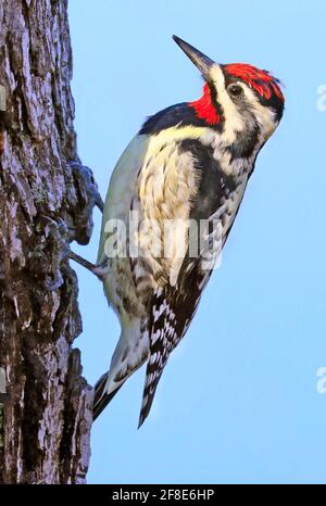 Ritratto di picchio di Sapsucker dal colore giallo seduto su un tronco di albero nella foresta, Quebec, Canada Foto Stock