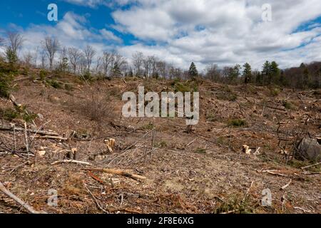 Un'area che era tagliata chiara di alberi nelle montagne di Adirondack, NY per l'industria della carta. Foto Stock