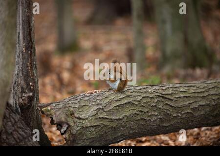 Scoiattolo rosso americano ((Tamiasciurus hudsonicus) conosciuto come scoiattolo di pino, scoiattolo rosso nordamericano e ckaree. Foto Stock