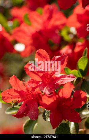 Rhododendron indicum, Isehara City, Prefettura di Kanagawa, Giappone Foto Stock