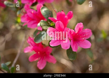 Rhododendron indicum, Isehara City, Prefettura di Kanagawa, Giappone Foto Stock