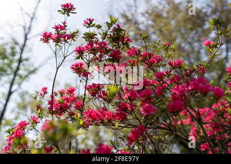 Rhododendron indicum, Isehara City, Prefettura di Kanagawa, Giappone Foto Stock