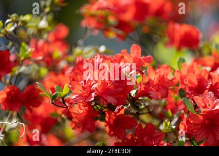 Rhododendron indicum, Isehara City, Prefettura di Kanagawa, Giappone Foto Stock