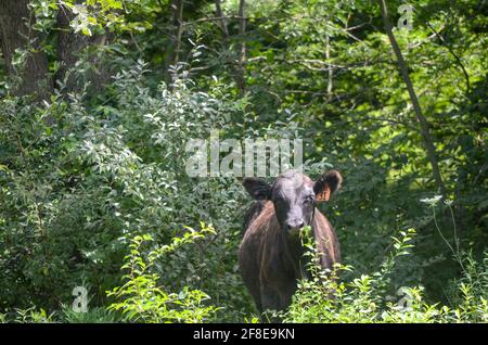 Bovini di manzo su midewin National Tallgrass Prairie Foto Stock